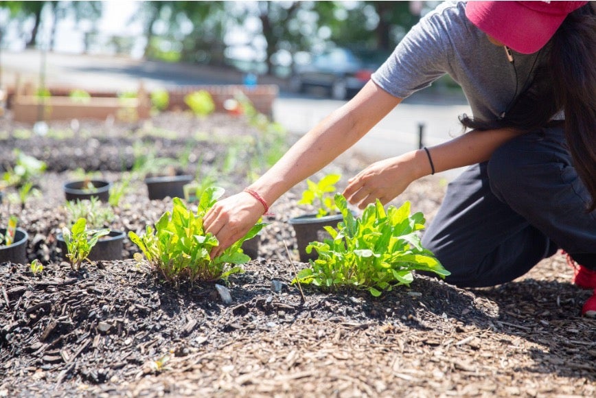 Tree plantation